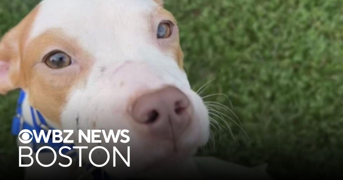 Boston man facing animal cruelty charges after dog found dead, others rescued from home