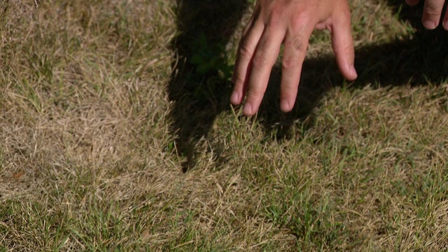 10p-pkg-gq-repairing-burnt-lawns-wccob9w8.jpg 