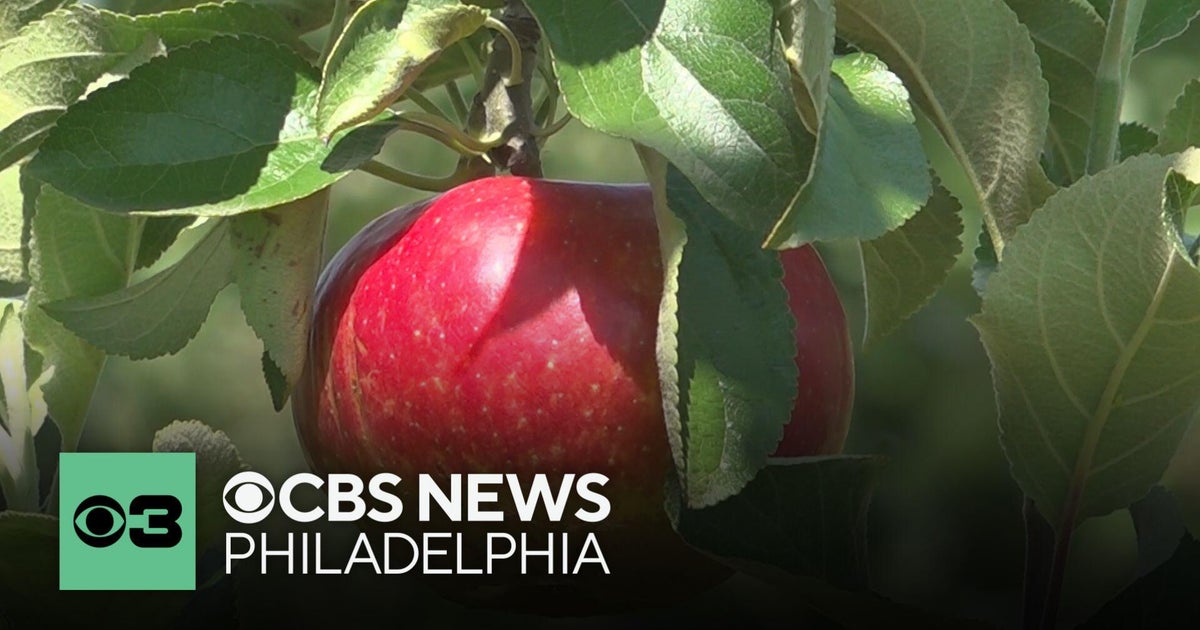 Spring freeze wipes out 90% of apple crop at Linvilla Orchards - CBS ...
