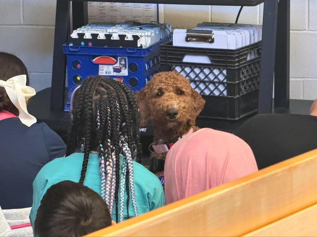 priority-health-priority-pups-lily.jpg