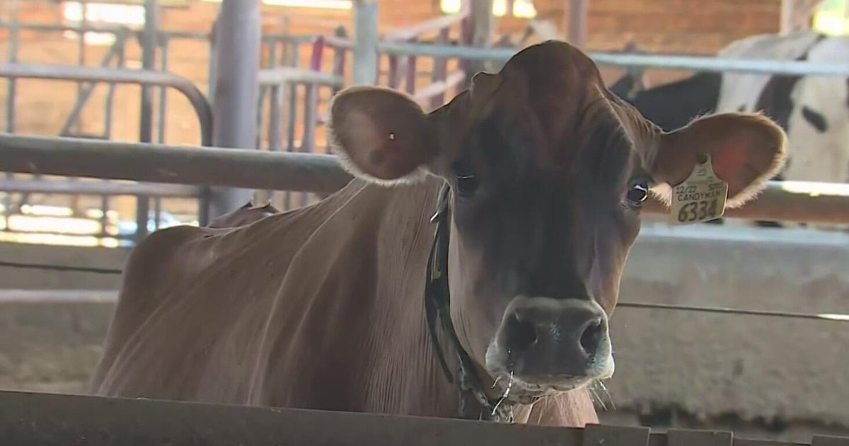 San Joaquin County dairy farmers brace for impact of Canada's retaliatory tariffs
