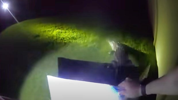 cbsmiami-tampa-alligator.jpg