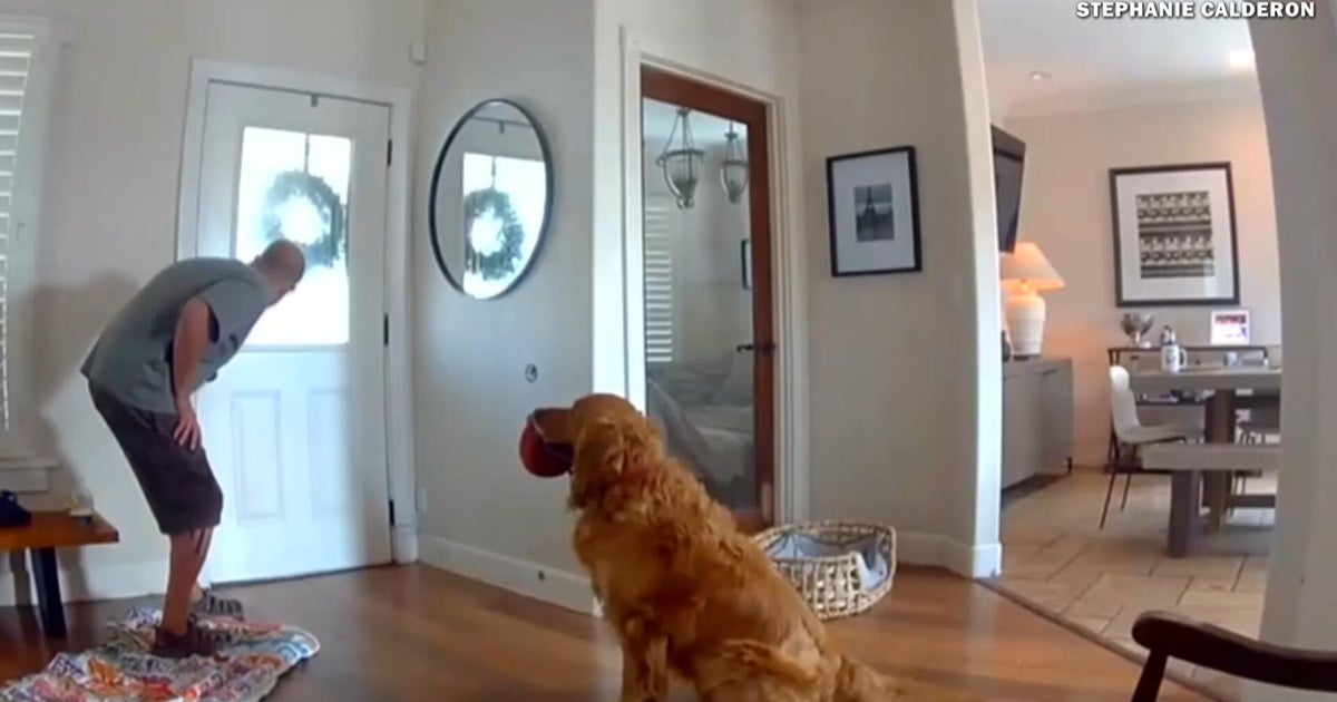 When an intruder invaded a golden retriever’s home, he just tried to play