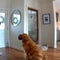 When an intruder invaded a golden retriever's home, he just tried to play