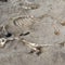 Remains of ancient warhorse given honorific burial discovered in Egypt