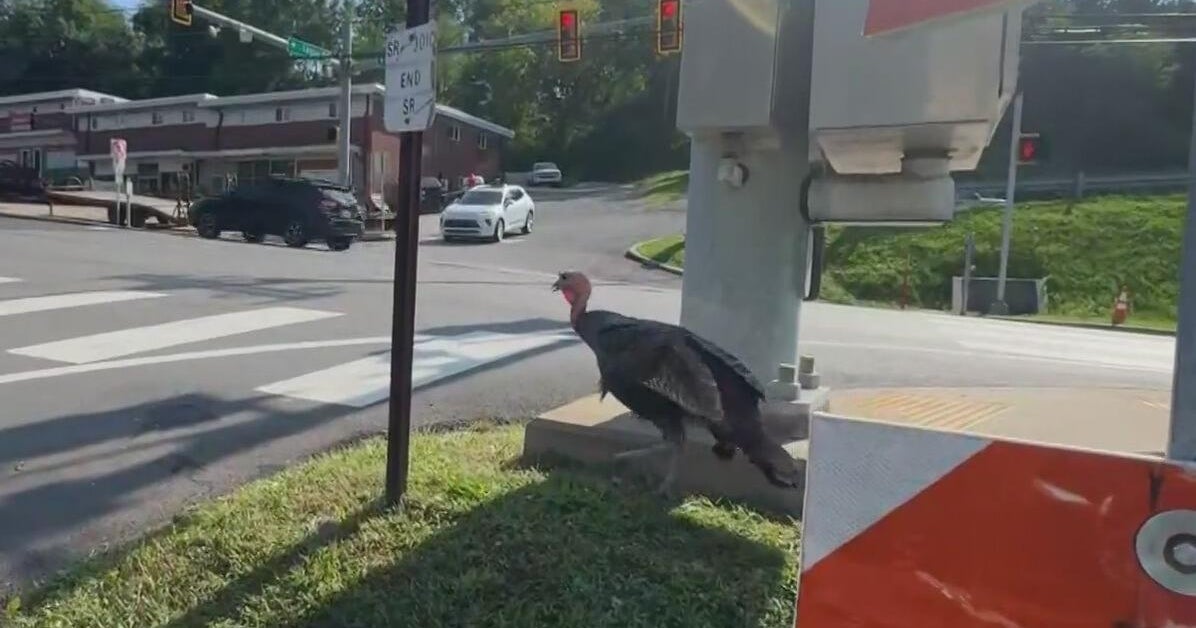 A turkey named Tom is causing traffic backups on a busy Pennsylvania ...