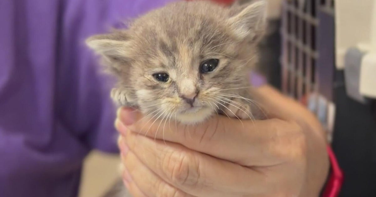 Sacramento animal shelters need foster volunteers as kitten season keeps shelters busy