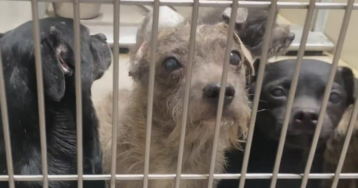 Low cost spay and neuter coming to Stanislaus County