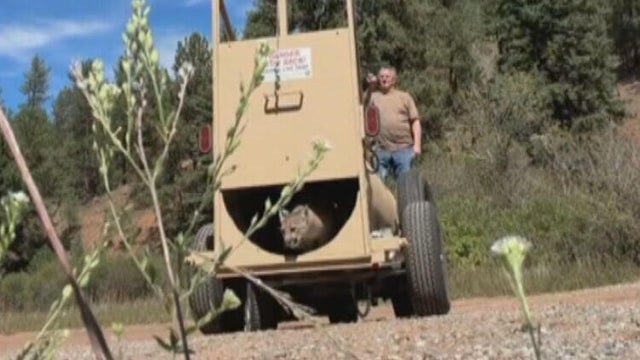 westminster-mtn-lion-released-6vo-transfer-frame-165-1-copy.jpg 
