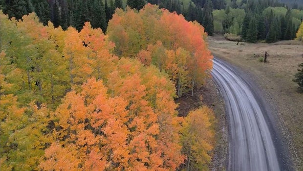aspens.jpg