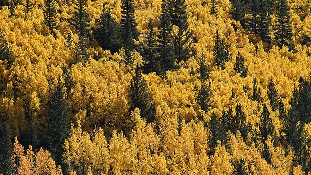 Guanella Pass 