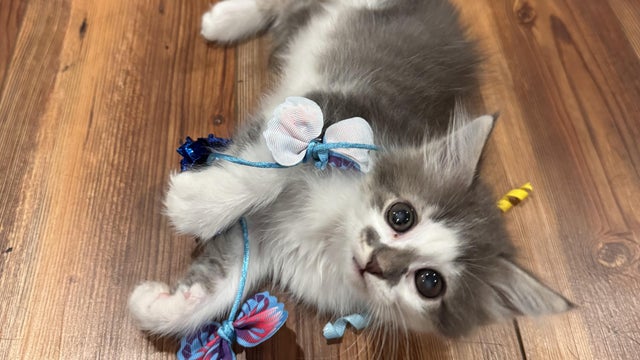 marin-pic2-credit-tricounty-humane-society.jpg 