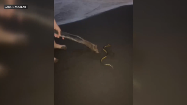 0-00-web-snake-video-new-mp4.png 