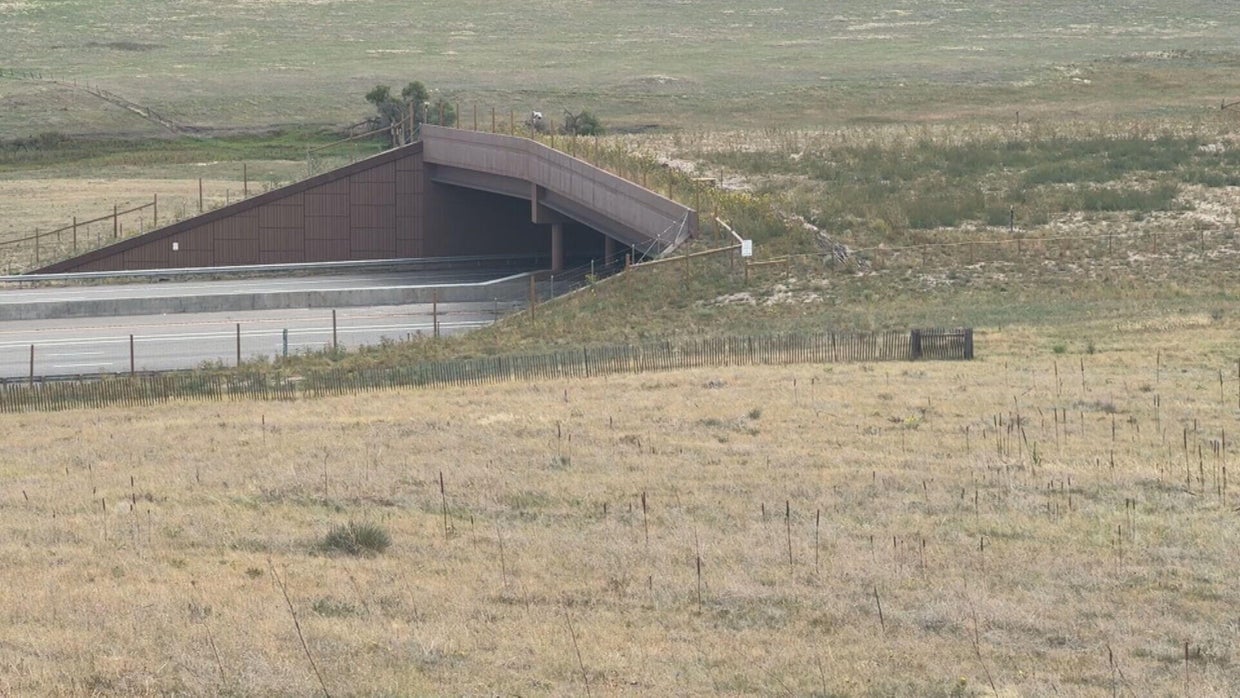 Largest wildlife overpass in North America cuts collisions by 91%