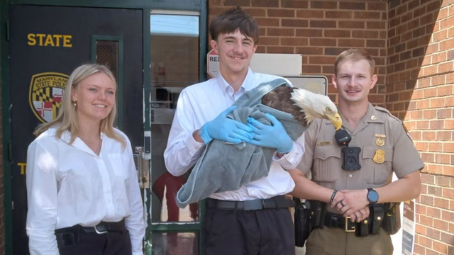 maryland-sp-intern-eagle.png 