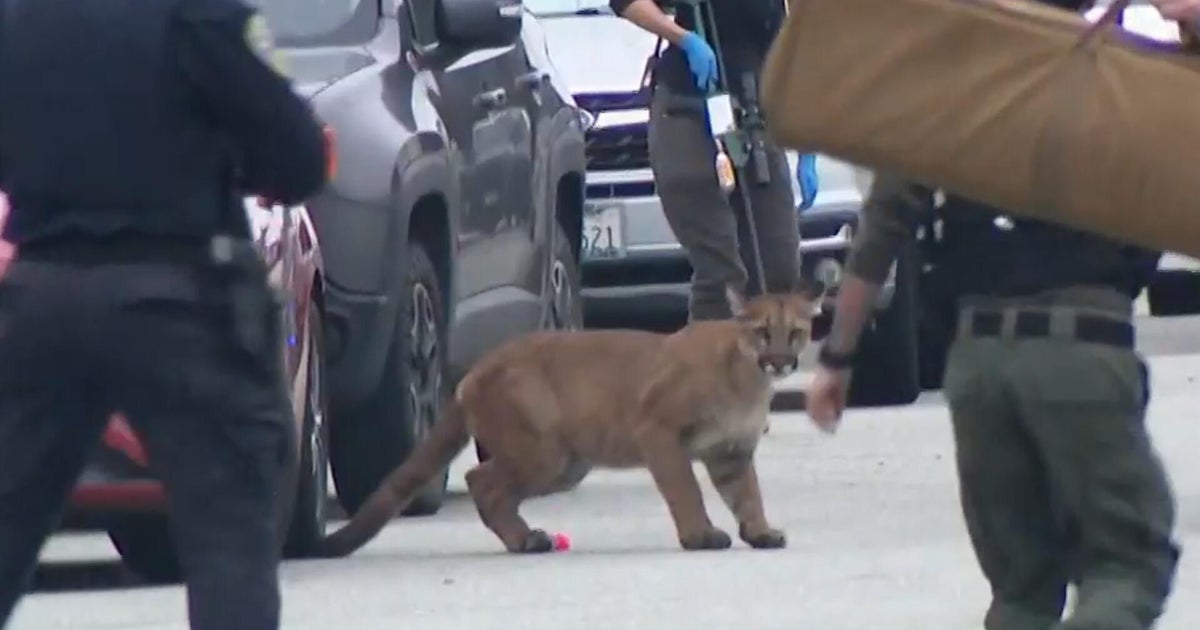 Mountain lion runs wild on streets of San Francisco