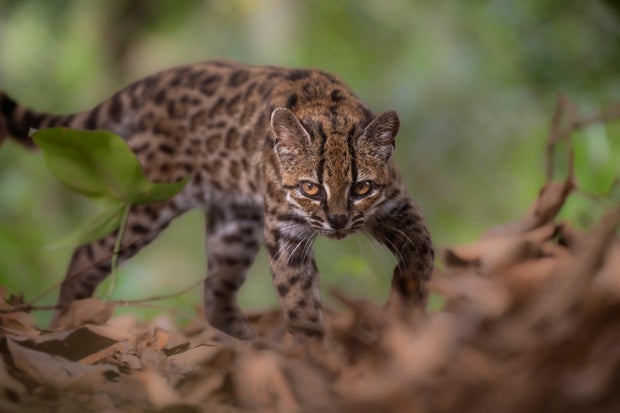Leopardus tilcayo cat in Bolivia