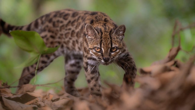 Leopardus tilcayo cat in Bolivia 