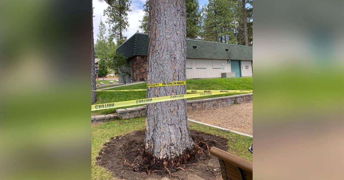 Lake Tahoe investigators offer $147,000 reward in tree poisoning cases ...