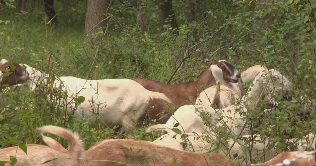 The goats in Pittsburgh's Frick Park do more than just graze. They help the environment.