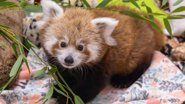 baby-red-panda-boy-cub-born-at-beardsley-zoo-photo-cred-scott-vincent.png 