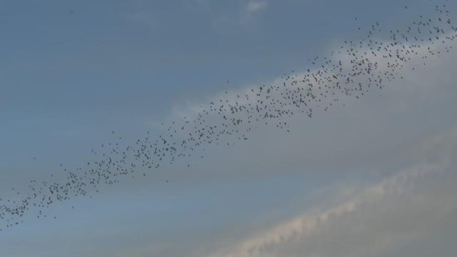 yolo-causeway-bats.jpg 