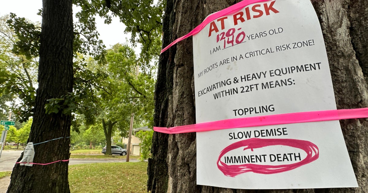 Neighbors rally to save historic trees in St. Louis Park amid reconstruction project
