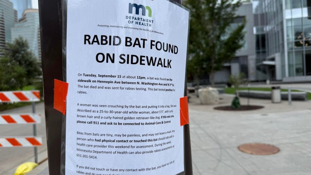 Big Brown Bat 
