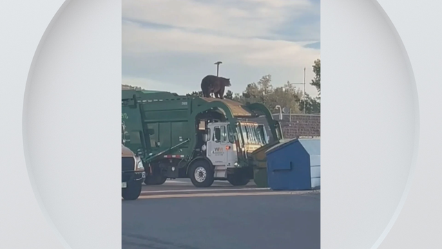 bear-trash-truck-video.png 