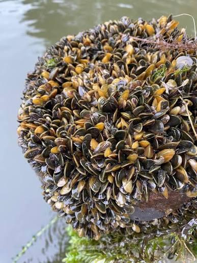 golden mussels 