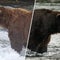 Fat Bear Week is here: Meet Backpack, Bucky and other chunky contenders