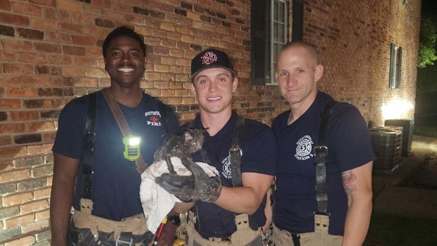cat-rescue-slider.jpg