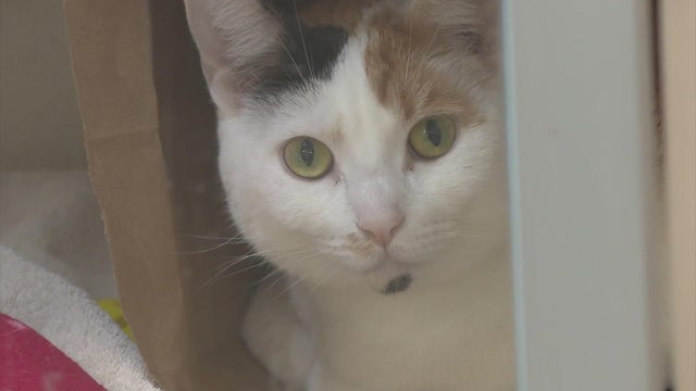neglected-cats-noco-humane.jpg 