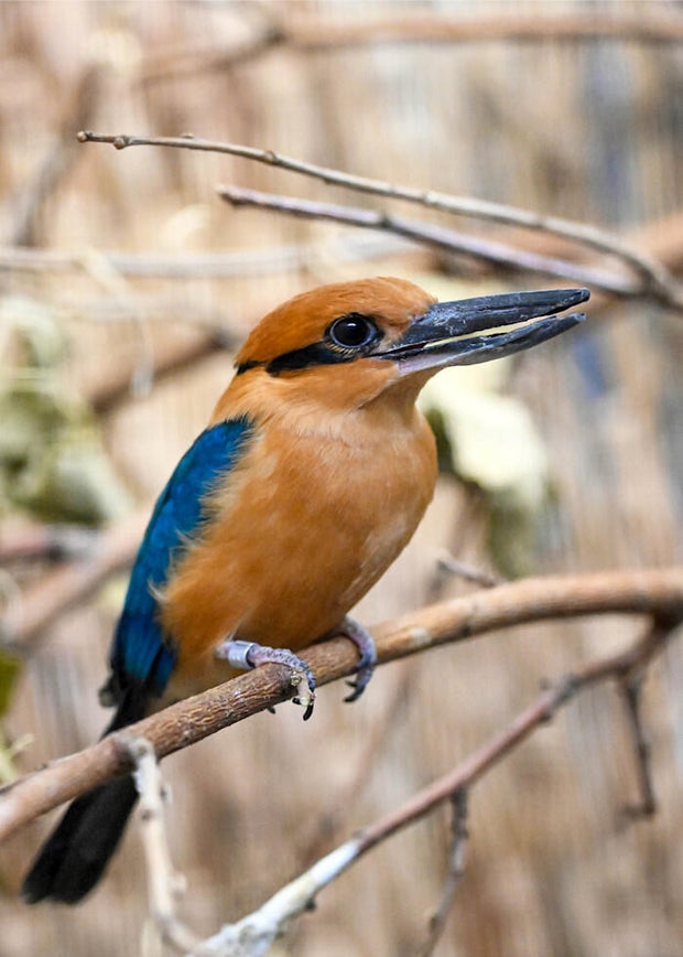 brookfield-zoo-chicago-guam-kingfisher-thumbnail.jpg