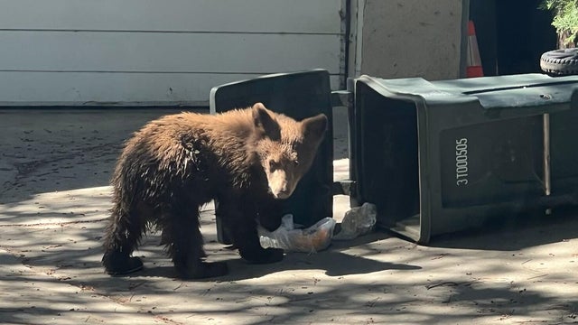 pasadena-bear-cub.jpg 