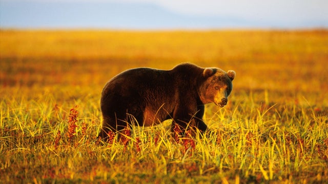 Brown Bear Of Kamchatka, In Russia In 1999- 