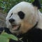 Xi gifts giant pandas to U.S., continuing years of "panda diplomacy"