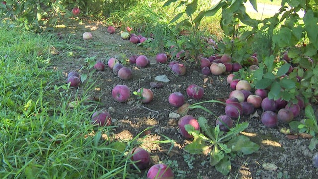 apple-orchard-raw-hi-res-still.jpg 