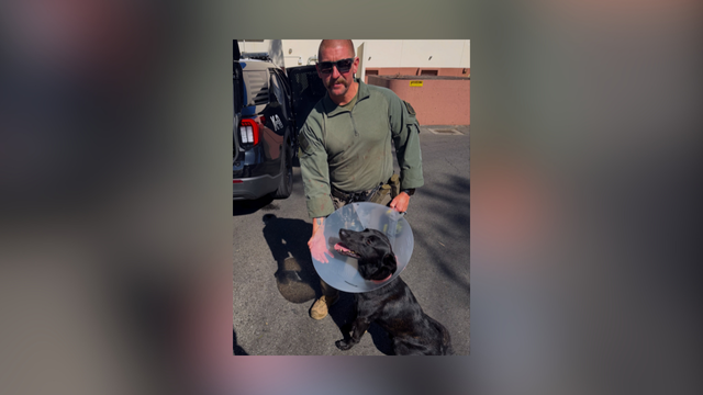 redondo-beach-police-dog-bit-by-suspect.png 