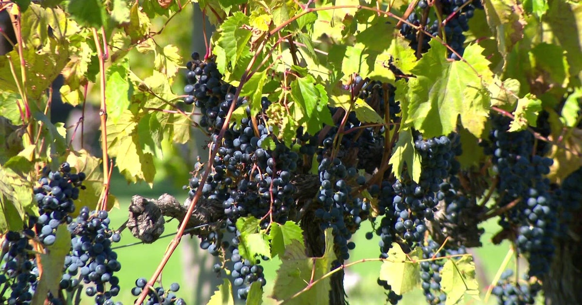 This winery in western Minnesota is drawing in visitors thanks to agritourism