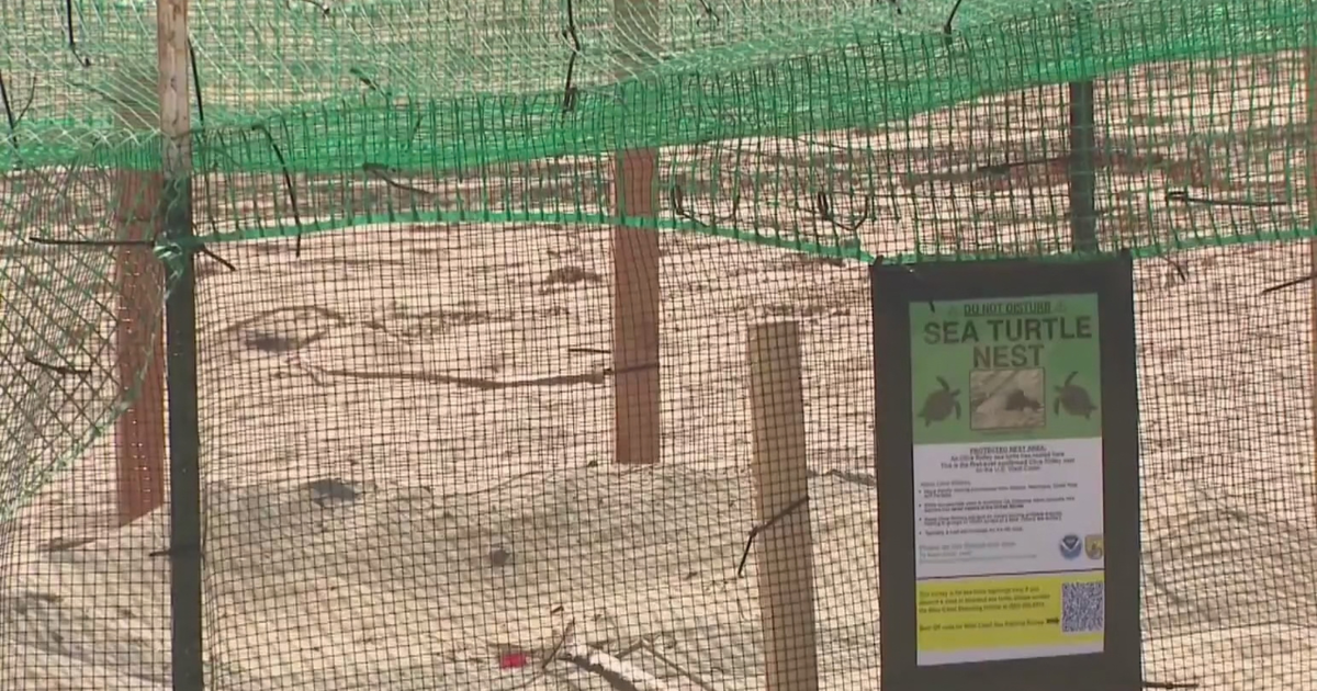 Orange County considers measures to protect sea turtle eggs in Seal Beach