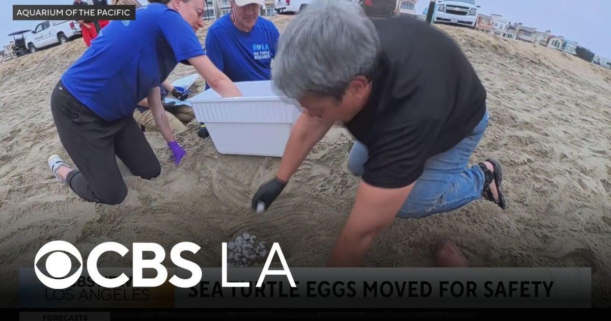 Biologists move sea turtle eggs from Orange County beaches to Aquarium ...