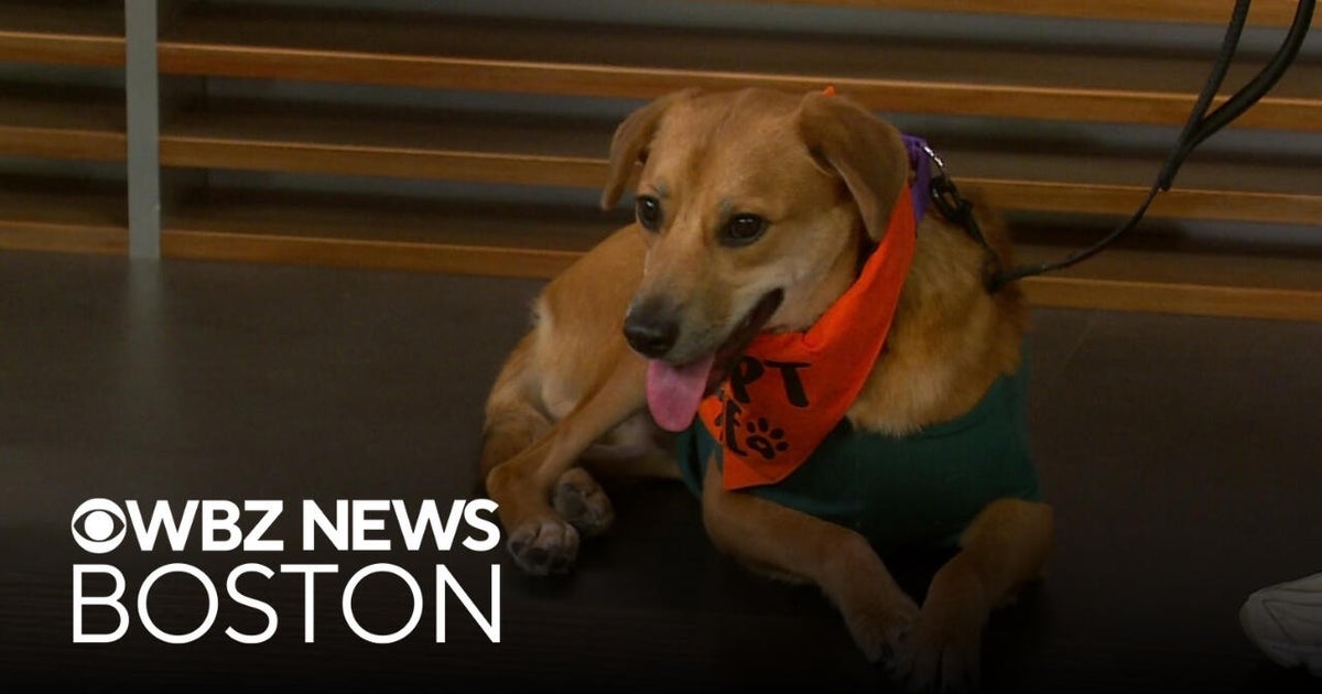 Pet Parade: Young pup Goldie up for adoption