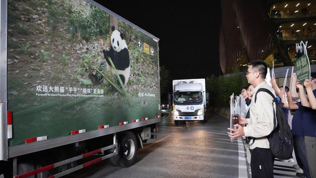 China US Pandas 