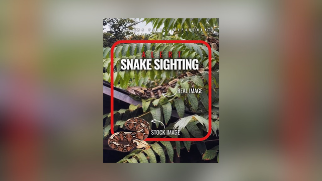 santa-ana-pd-bulletin-on-gaboon-viper.png 