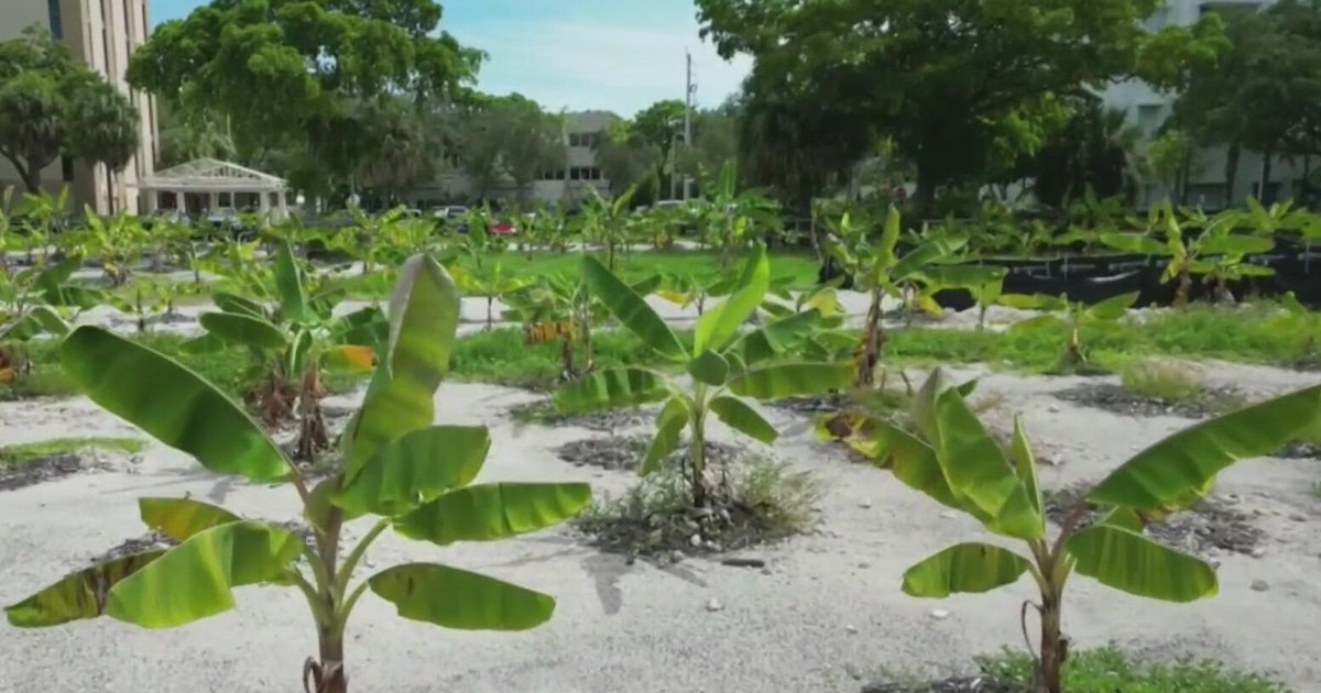 cbsnews.com - Larry  Seward - Fort Lauderdale banana farm on $33 million lot seeks agricultural tax break, but Broward County rejects it