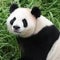 Giant pandas settle into Zoo Atlanta home after journey from China