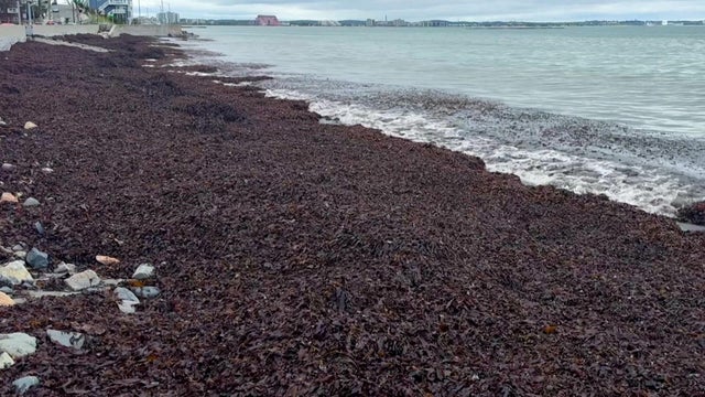 seaweed.jpg 
