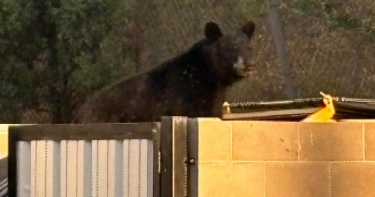 Colorado awards $1 million in grants for bear-proofing efforts