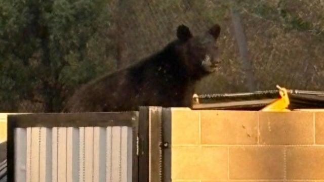 bear.jpg 